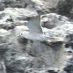 Blue Noddy